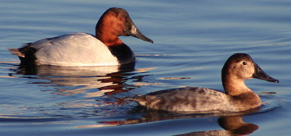 pair of canvasbacks swimming