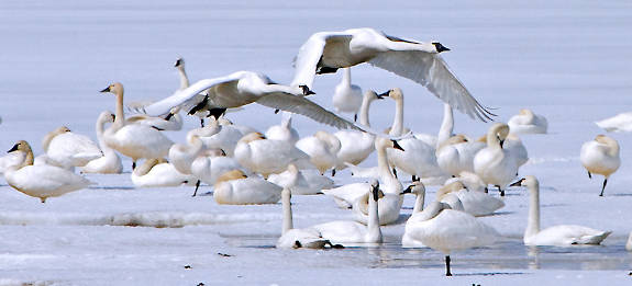tundra swans on ice